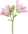 Althaea