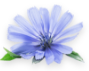 Cichorium