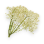 Filipendula