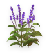 Salvia