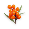 Sea-buckthorn