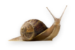 Snail Mucin