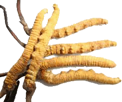 Cordyceps