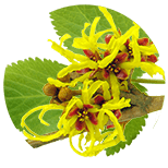 Hamamelis