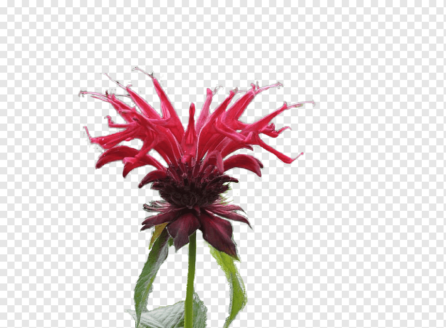 Monarda